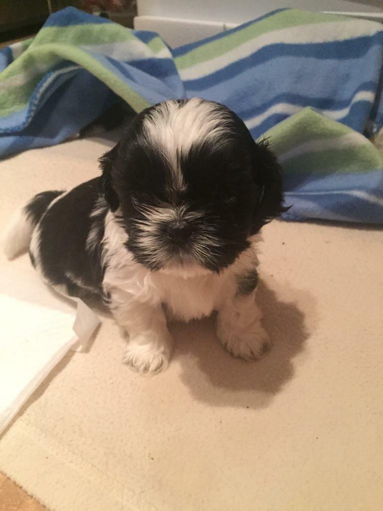 shih tzu for sale gumtree
